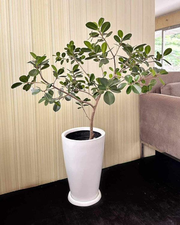 Ficus Japones