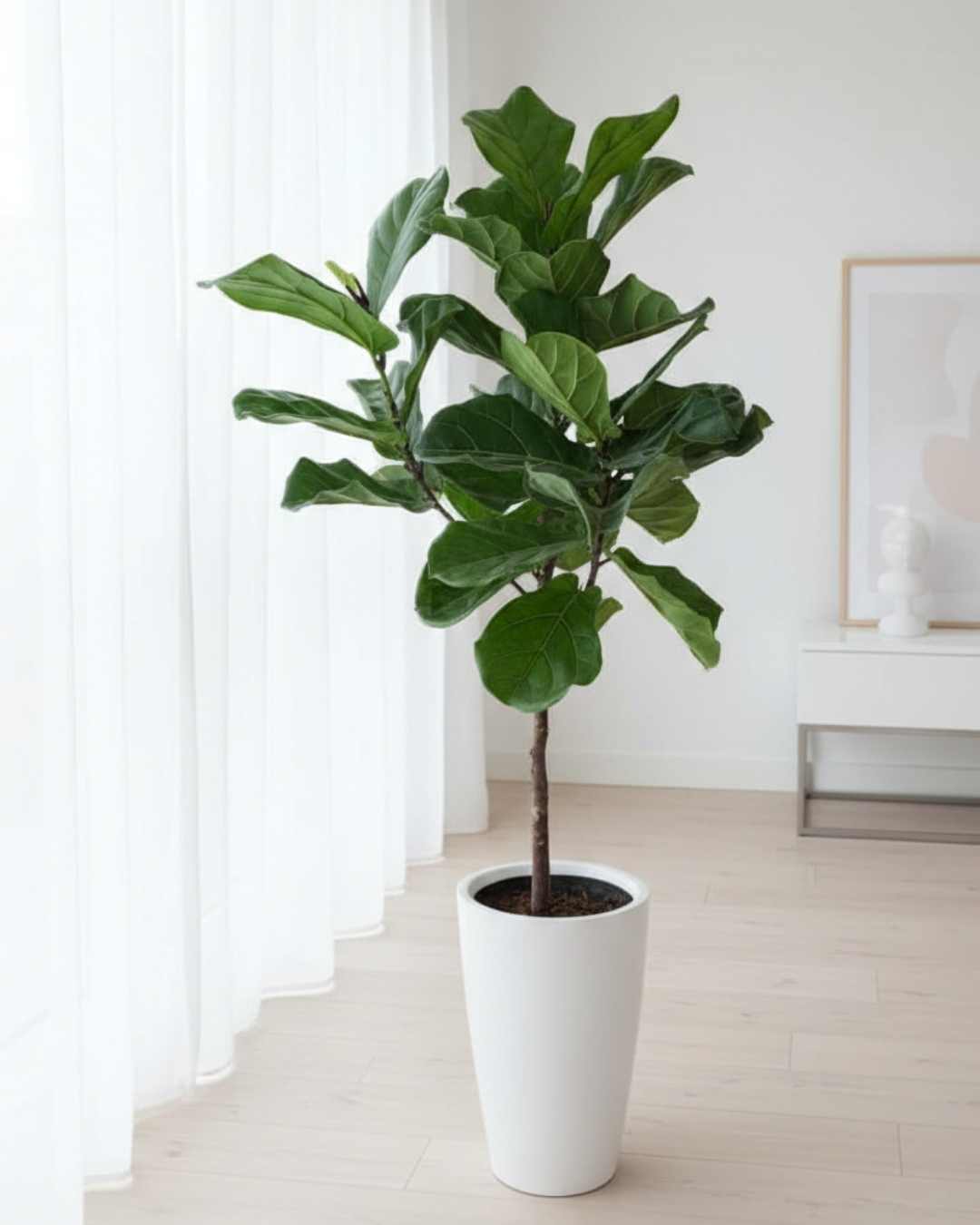 Árbol de Ficus Lyrata en maceta de fibra de vidrio