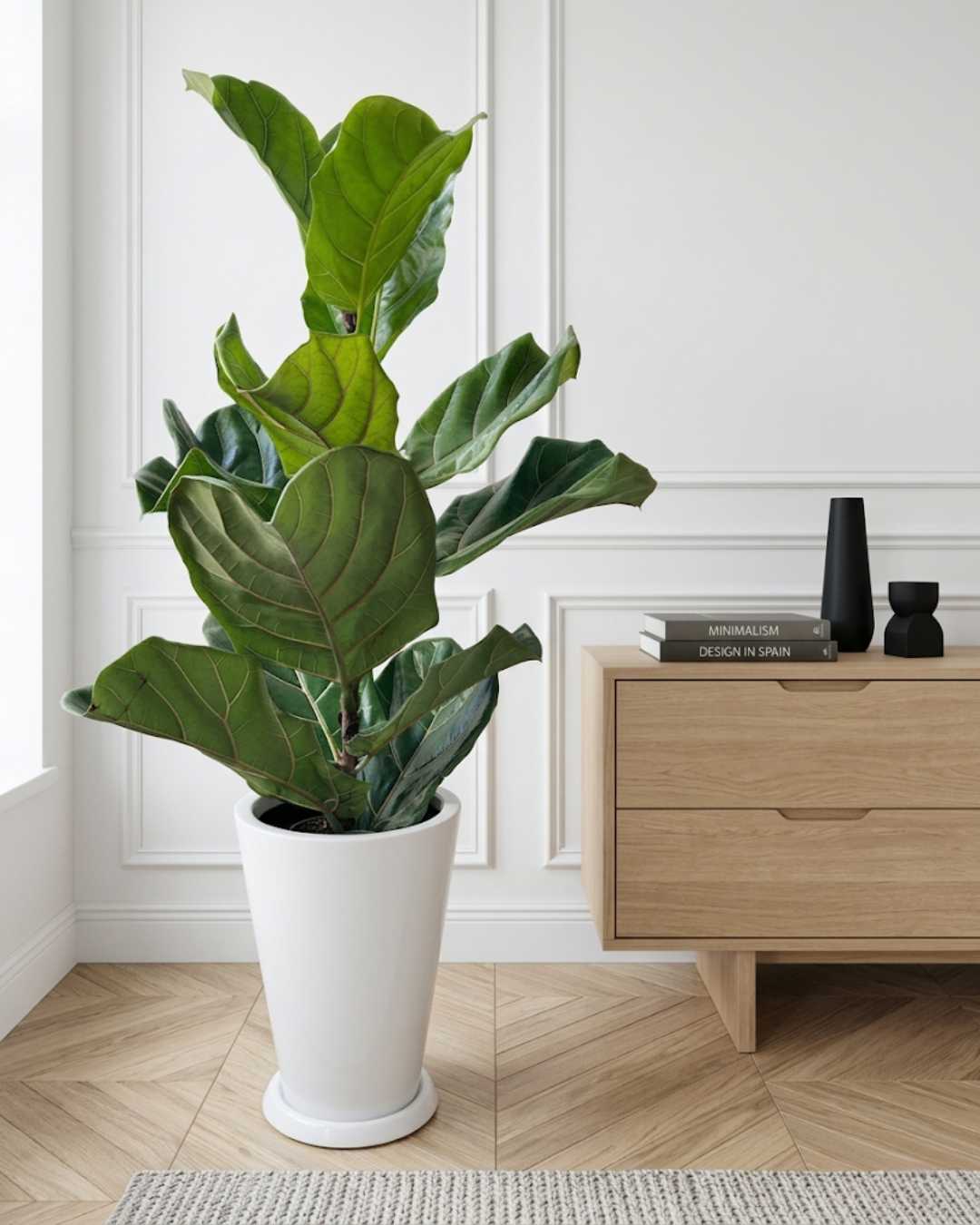 Ficus Lyrata en Maceta fibra de vidrio Milan