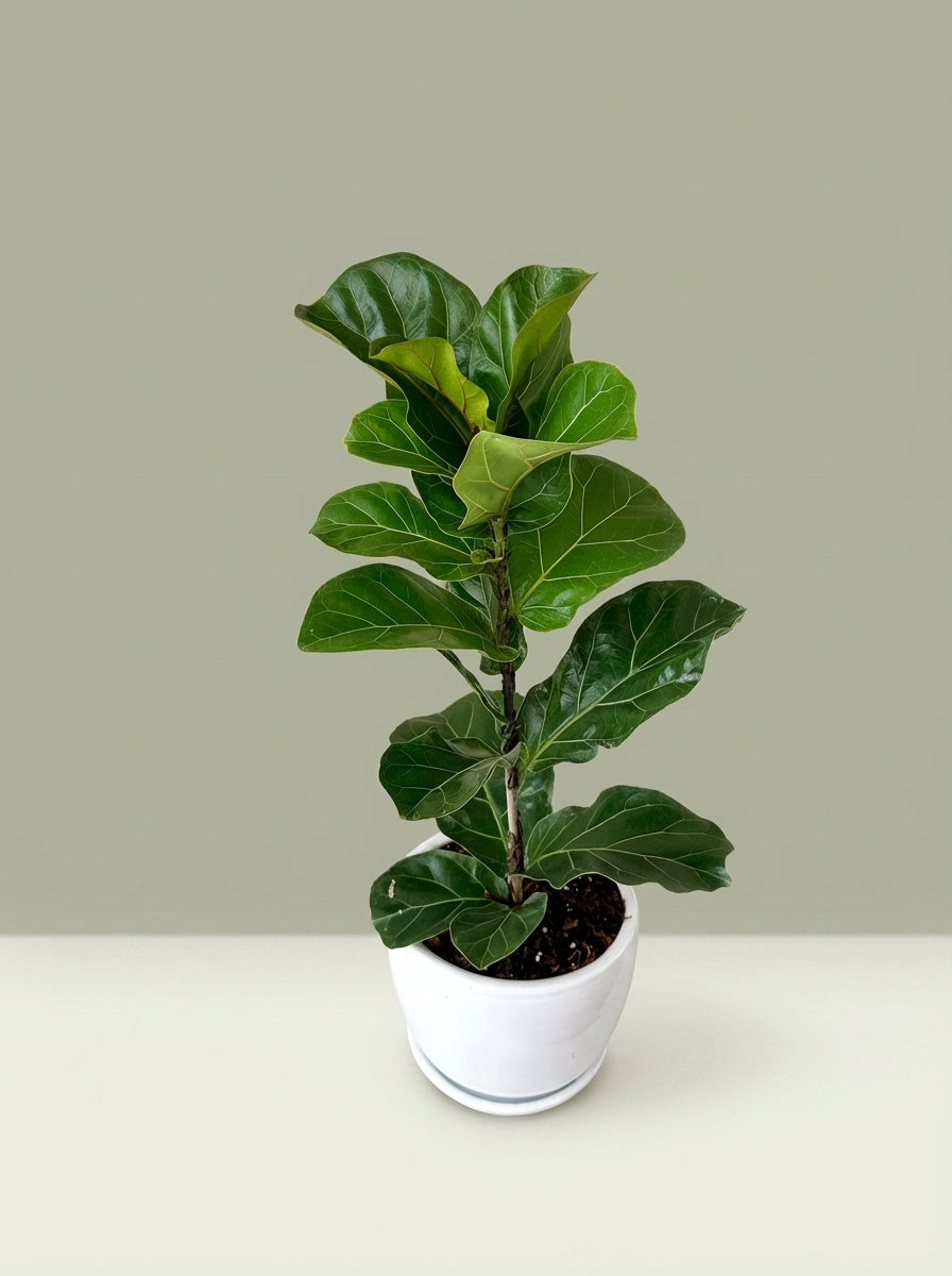 Ficus Lyrata Bambino