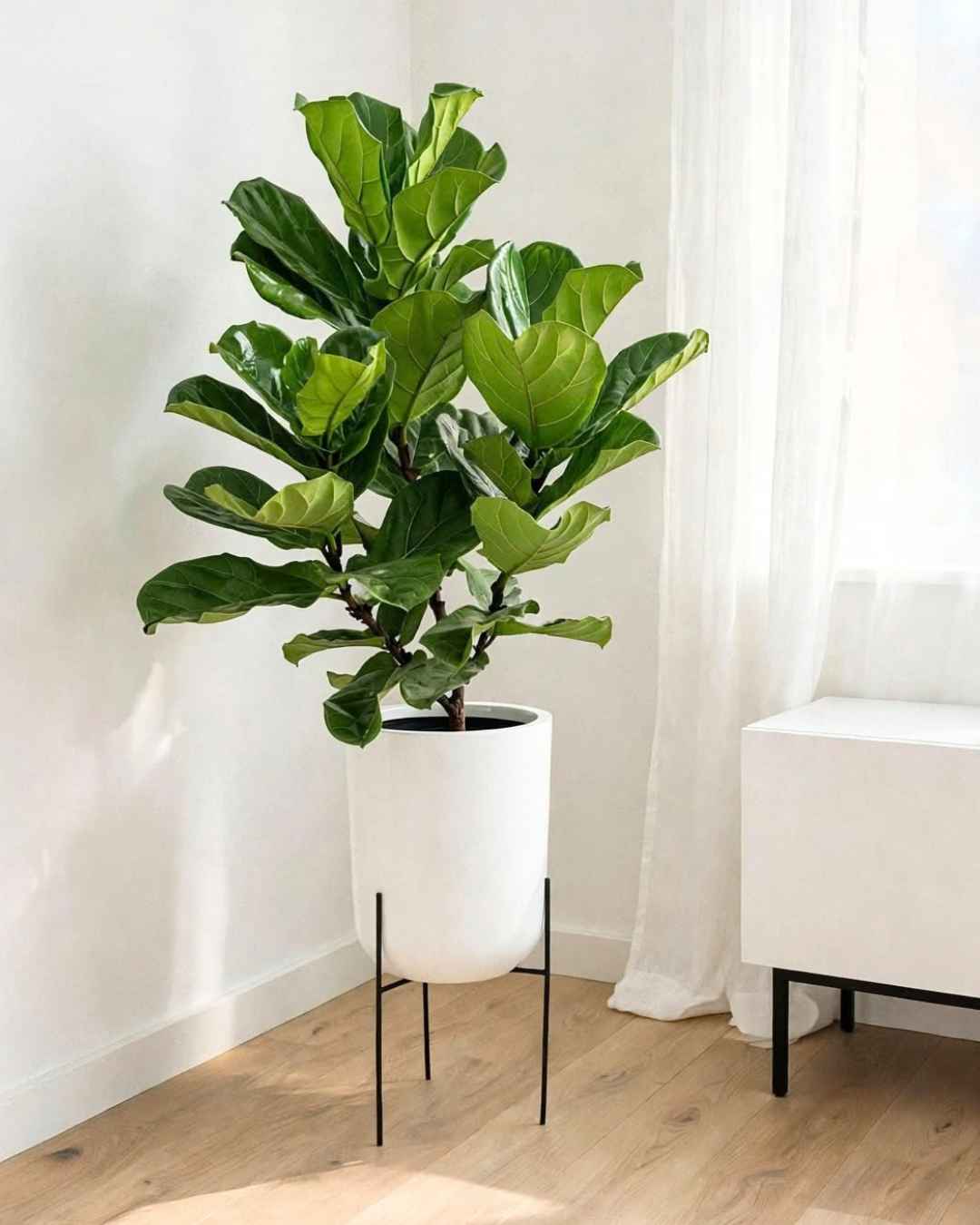 Árbol de Ficus Lyrata en maceta de fibra de vidrio y pedestal