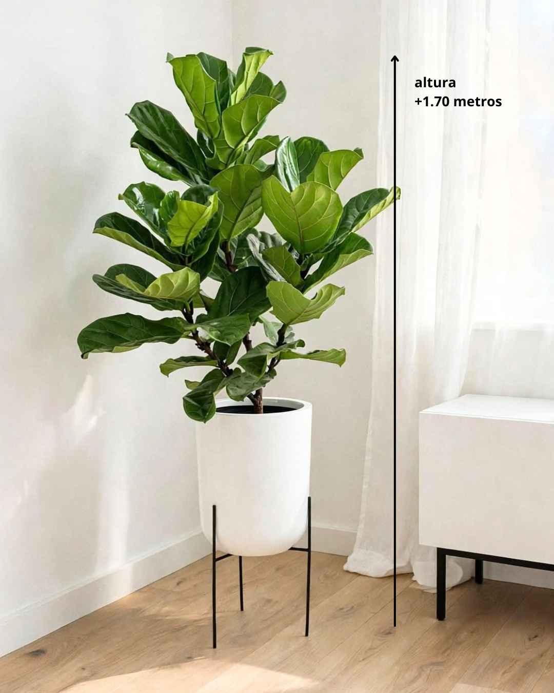 Árbol de Ficus Lyrata en maceta de fibra de vidrio y pedestal