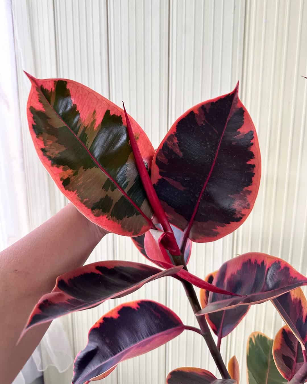Ficus Ruby – Mi Jardín