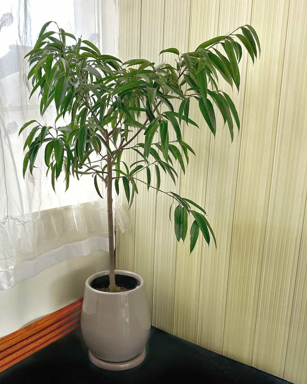 Ficus Alii en maceta de fibra de vidrio