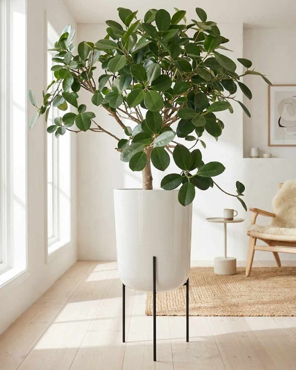 Ficus Japones Extra grande - Estilo Japandi