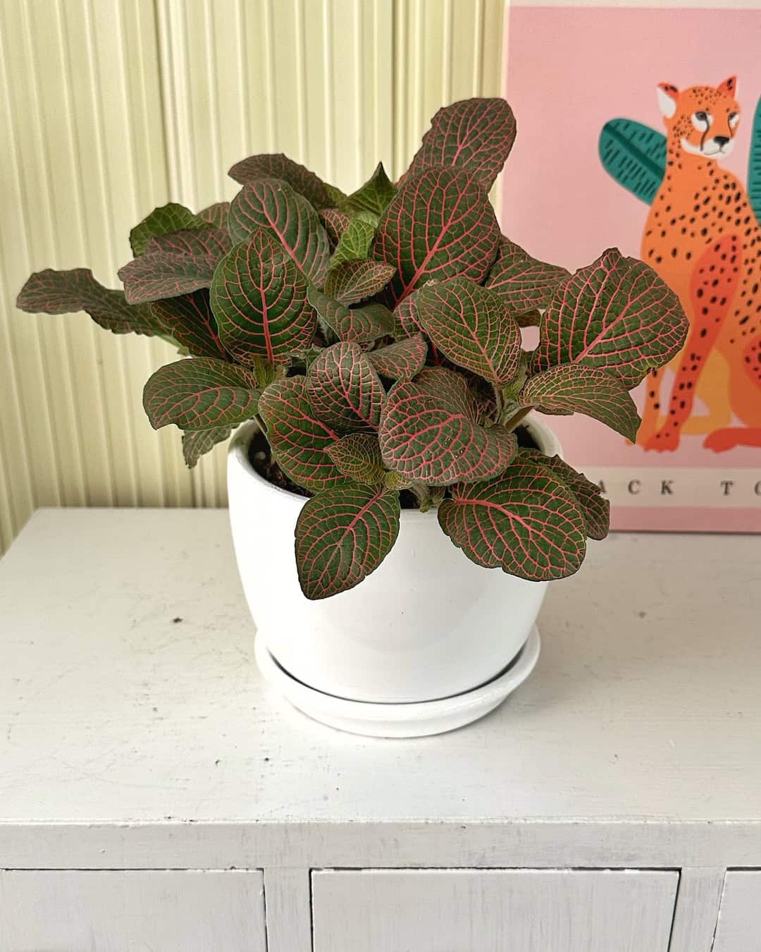 Fitonia Roja