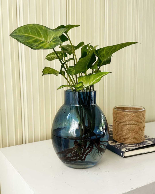 Florero Océano - Alita de Angel - planta en agua