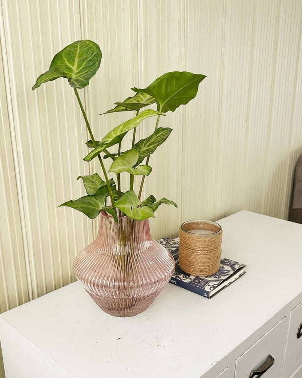 Florero Primavera - Alita de Angel - planta en agua