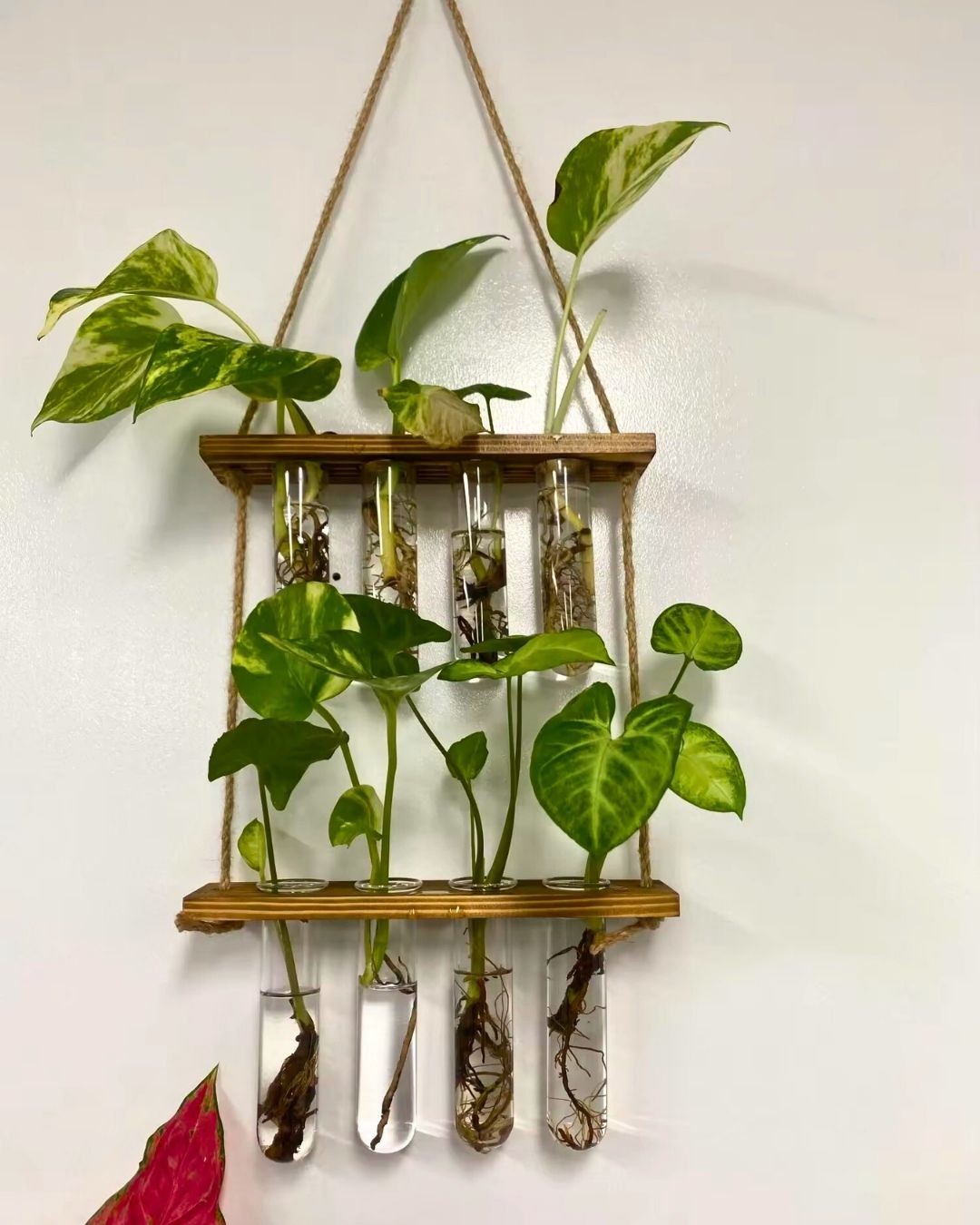 Hidroterrario Roma para colgar en pared - propagación de plantas