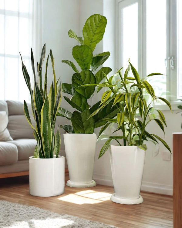 Set Super Plantas