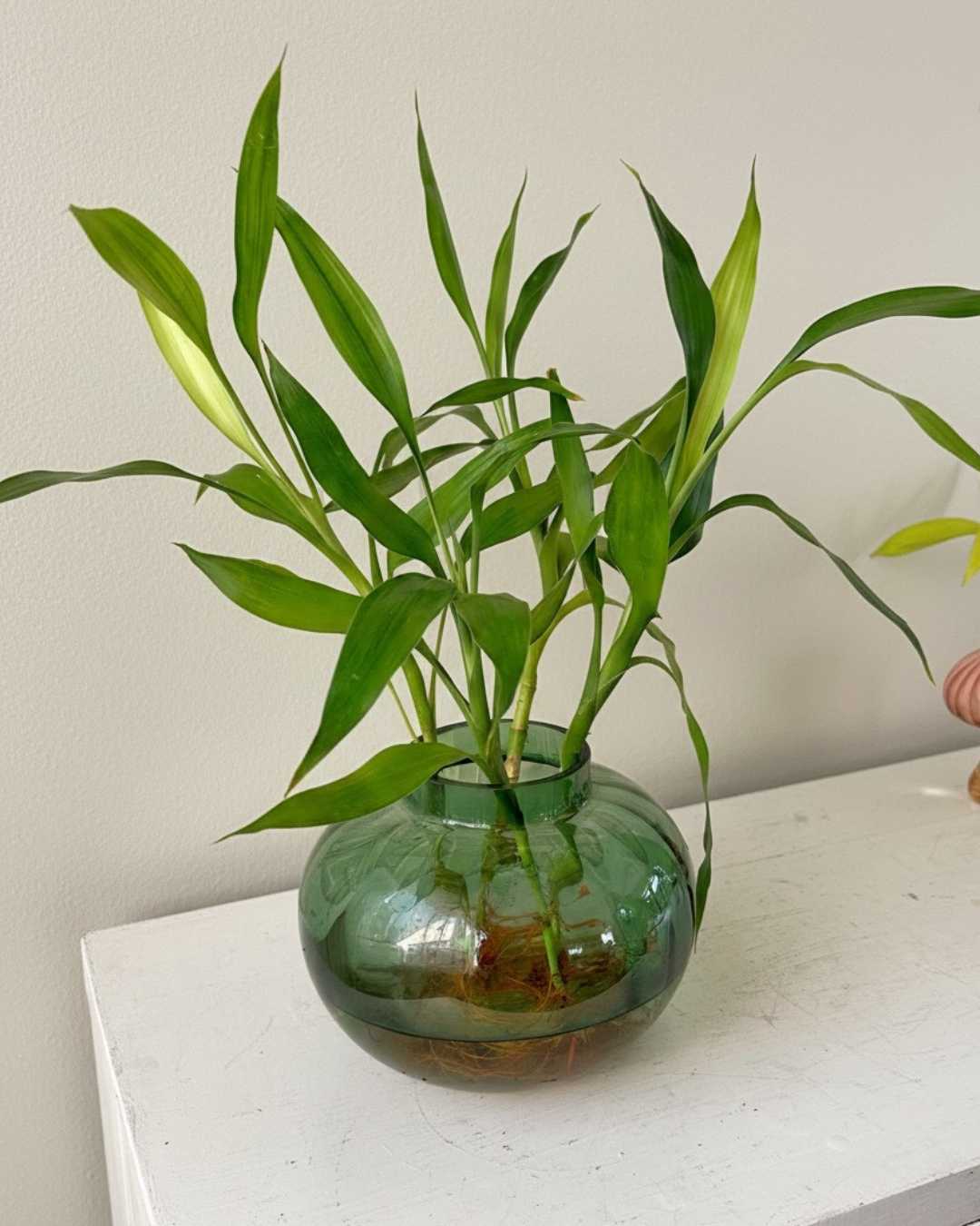 Florero Océano - Lucky Bambú - planta en agua