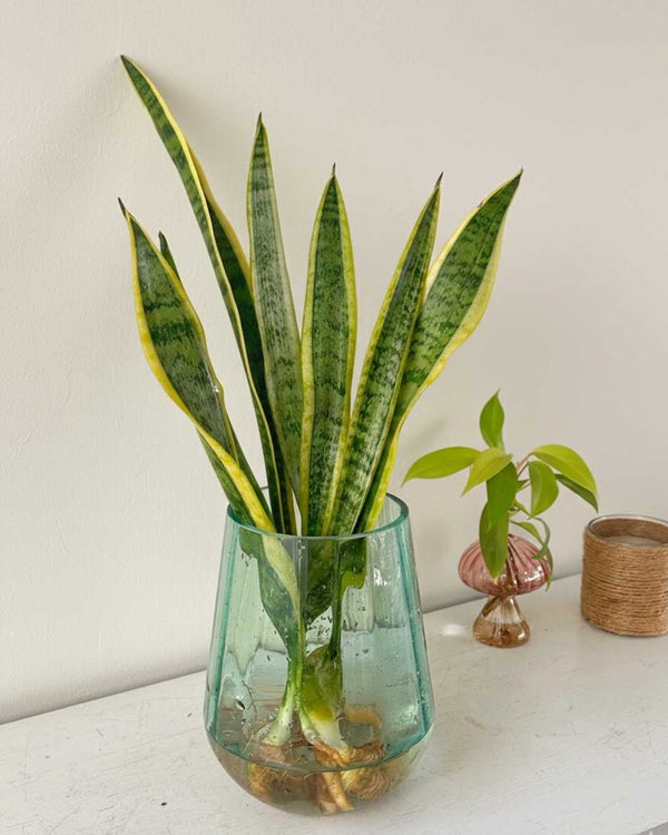 Florero Bosque - Sansevieria Golden - planta en agua