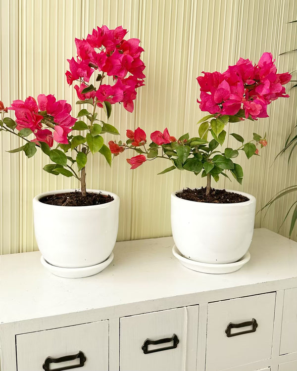 Buganvilla Fucsia