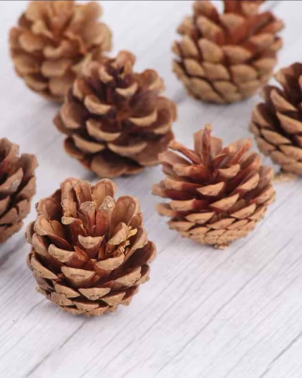 Mini Piñas de pino 12 unidades – Mi Jardín