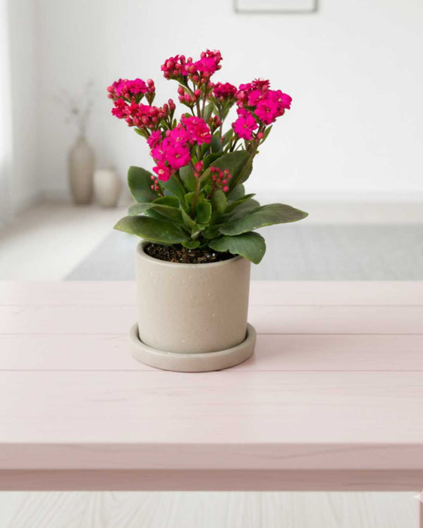 Kalanchoe Fucsia