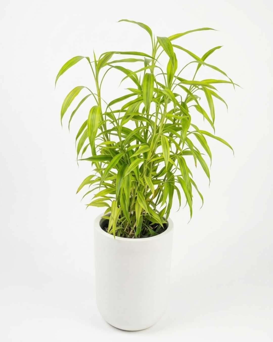 Lucky Bambú Maxi + maceta de fibra de vidrio