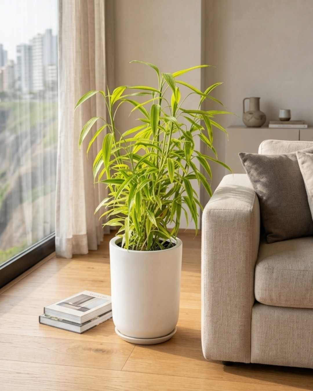 Lucky Bambú Maxi + maceta de fibra de vidrio