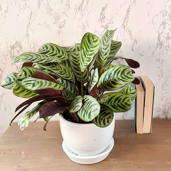 Maranta Burle Marx