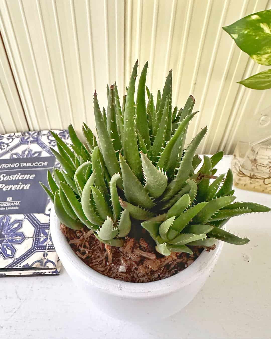 Aloe mini – Mi Jardín