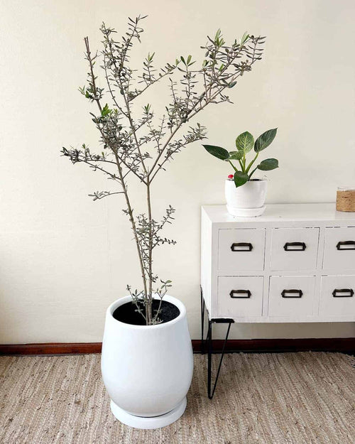 Plantas Extra Grandes – Mi Jardín