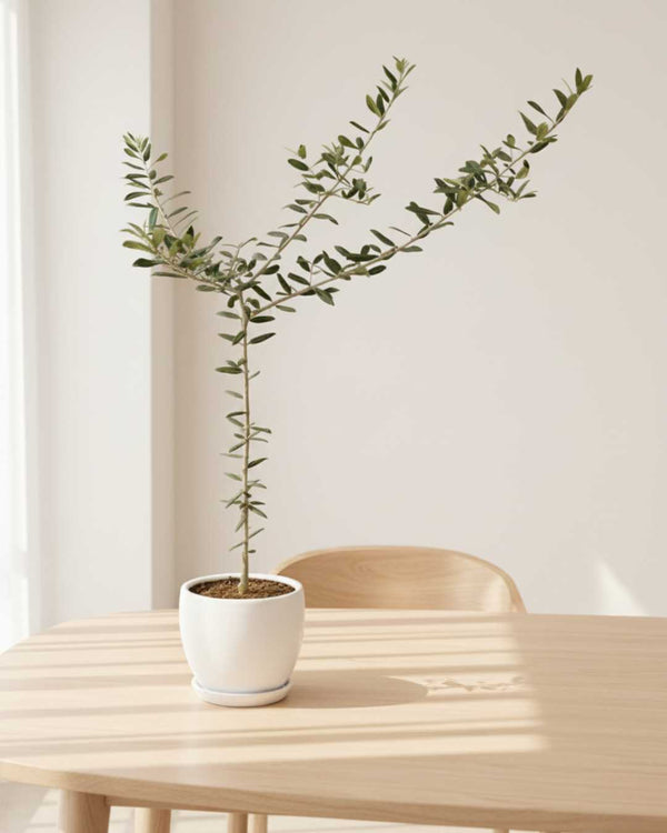 Árbol de Olivo Petit