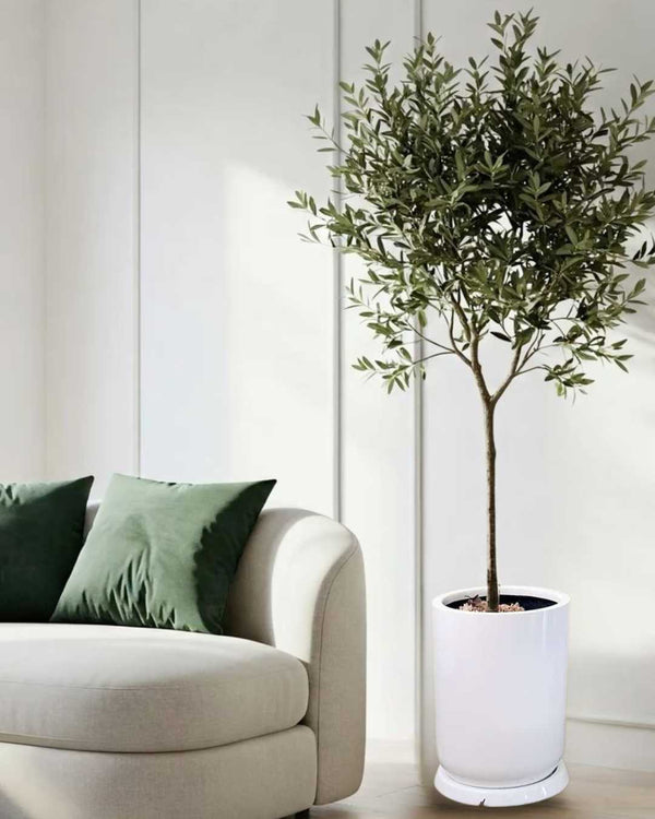 Árbol de Olivo