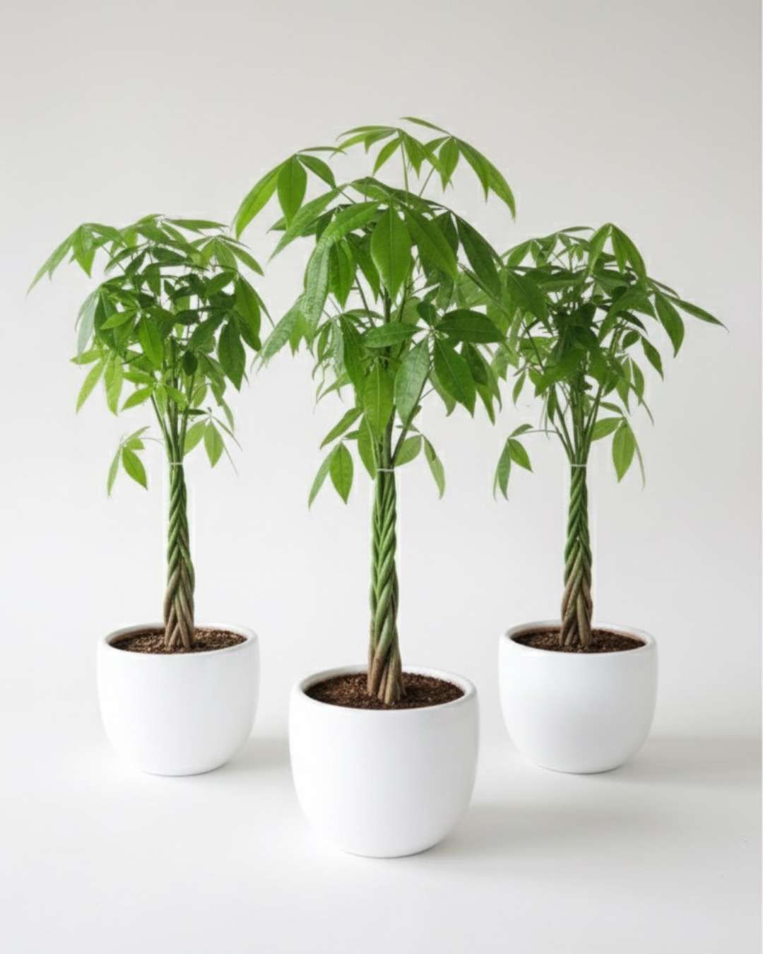 Pachira arbol chino del dinero