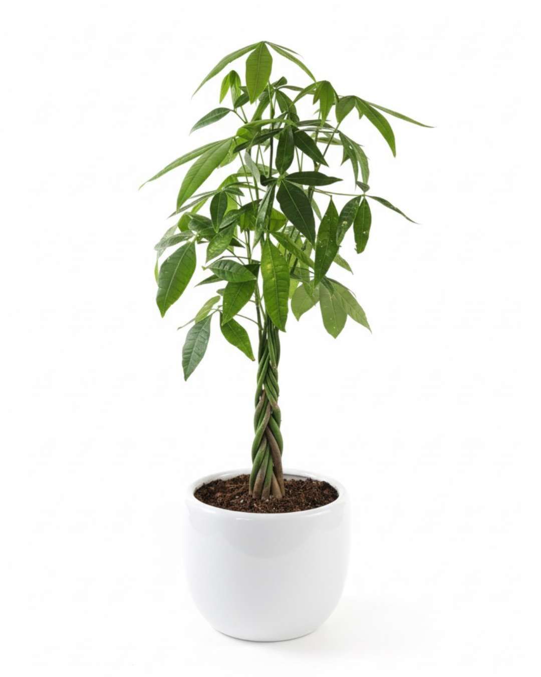 Pachira arbol chino del dinero