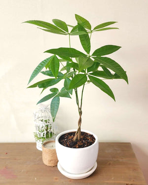 Pachira arbol chino del dinero