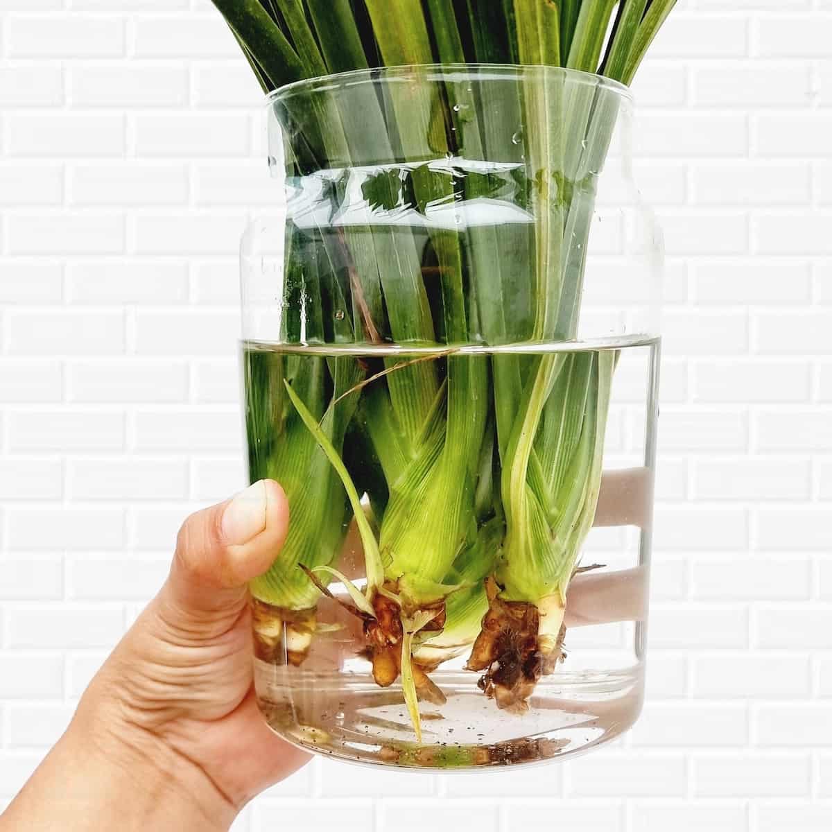 Pandanus planta de agua – Mi Jardín