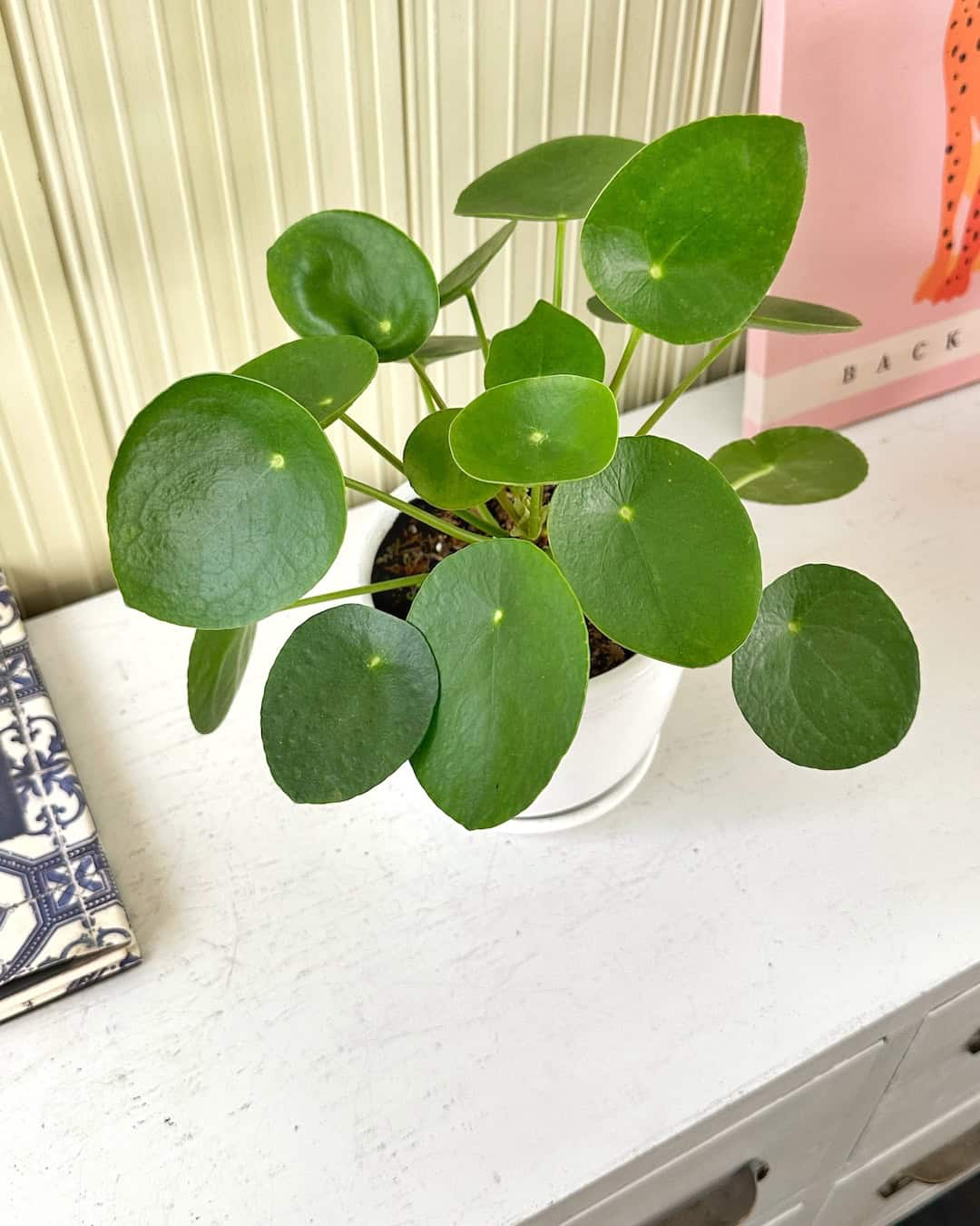 Pilea planta china del dinero