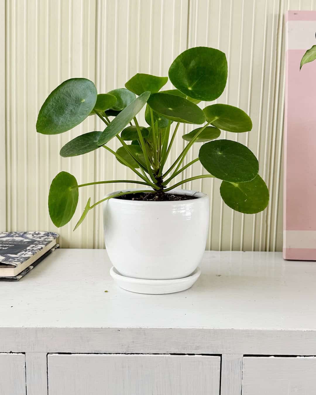 Pilea Peperomioides - planta china del dinero