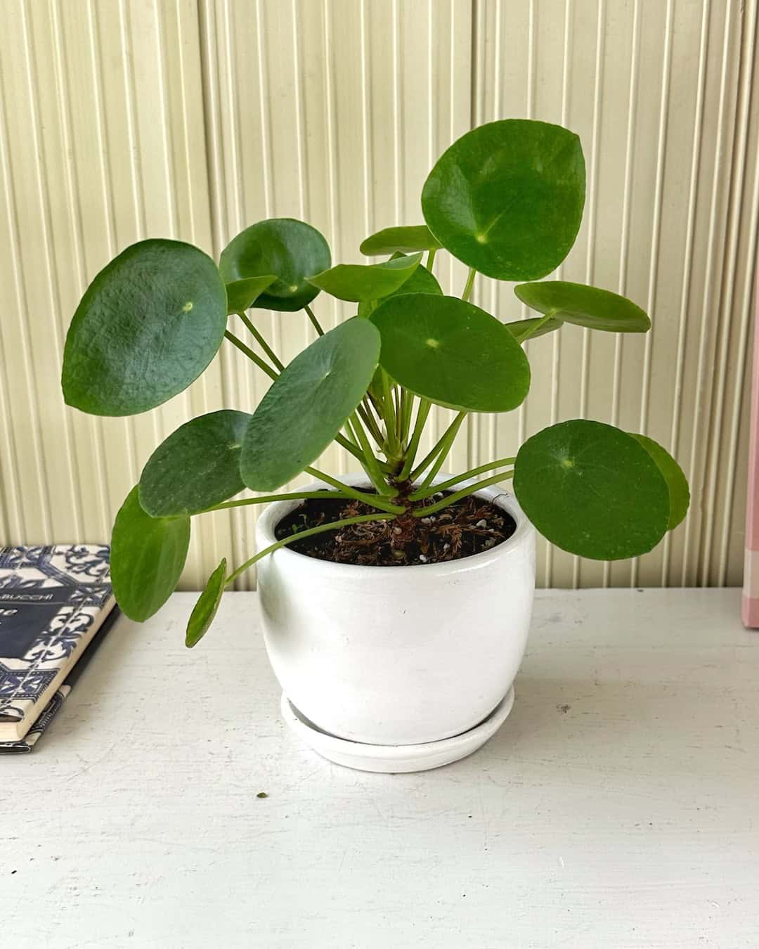 Pilea Peperomioides - planta china del dinero