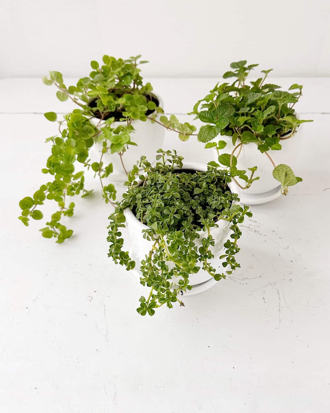 Set Plantas del dinero