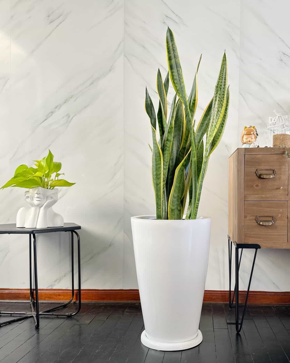 Sansevieria Golden en Maceta fibra de vidrio