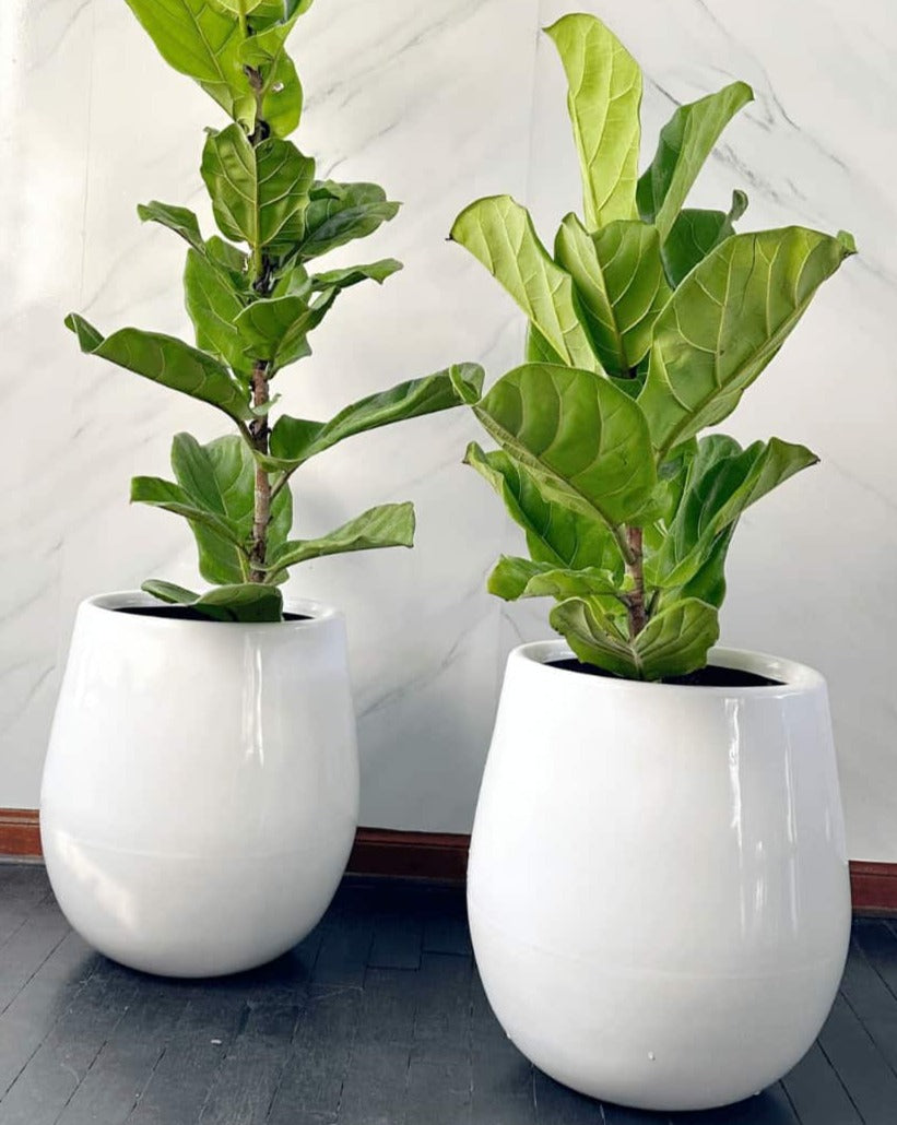 Maceta fibra de vidrio grande  - Atenas