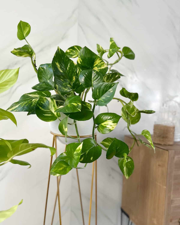 Set Hogar: 2 Pedestales  + 2 macetas + 2 plantas