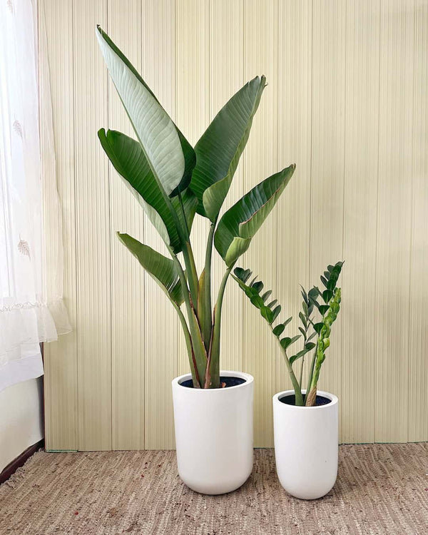 Duo Strelitzia y Zamioculca