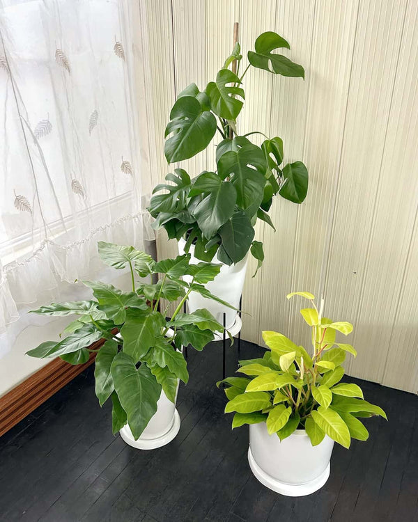 Set Plantas tropicales