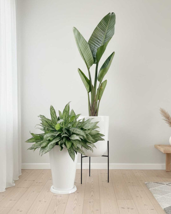 Set Plantas para sala | Comprar plantas en Lima