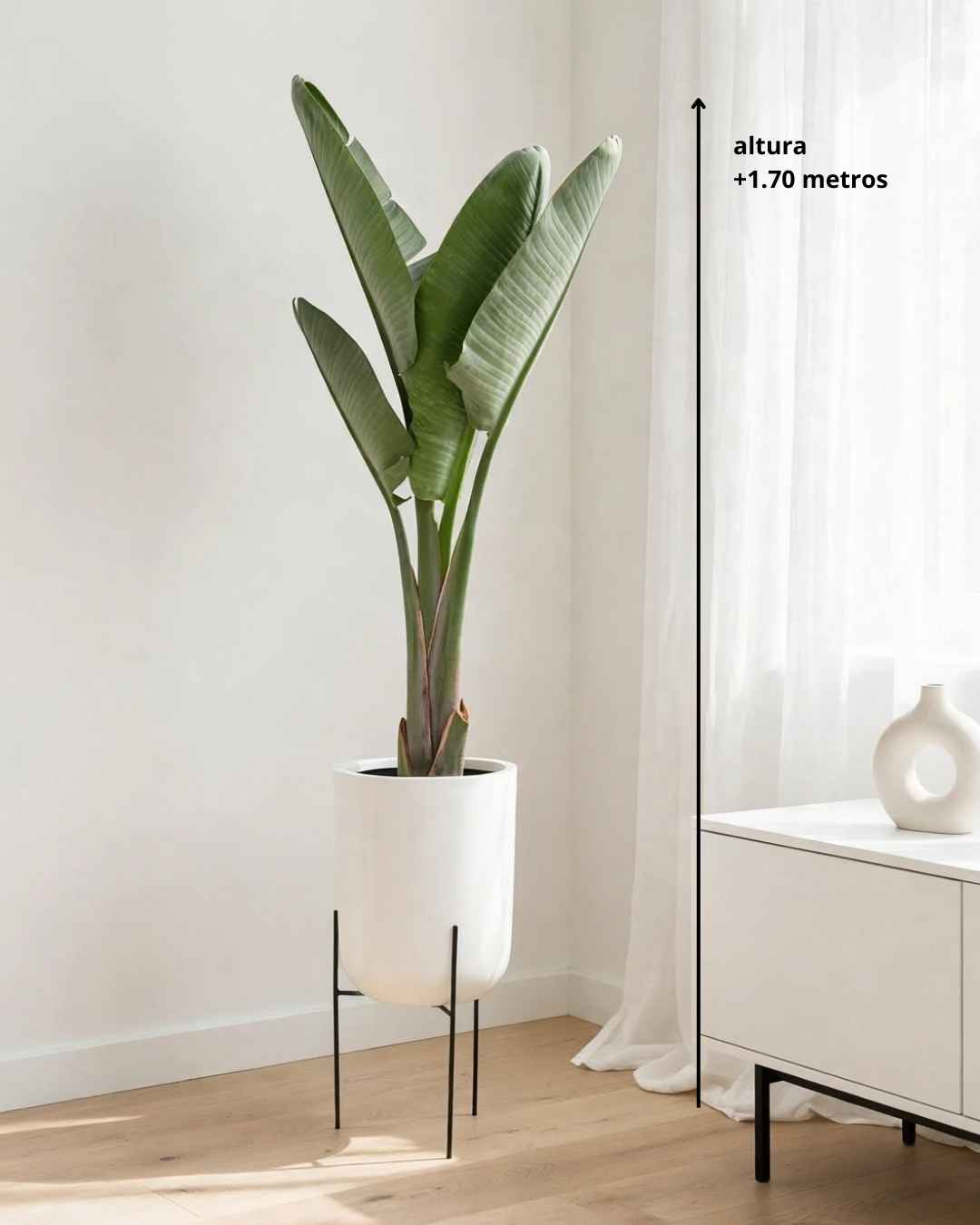 Strelitzia Ave del Paraíso en maceta de fibra de vidrio con pedestal