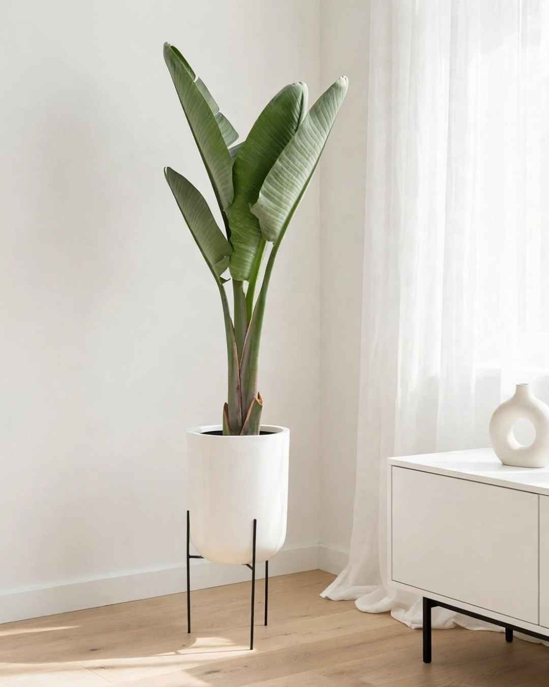 Strelitzia Ave del Paraíso en maceta de fibra de vidrio con pedestal