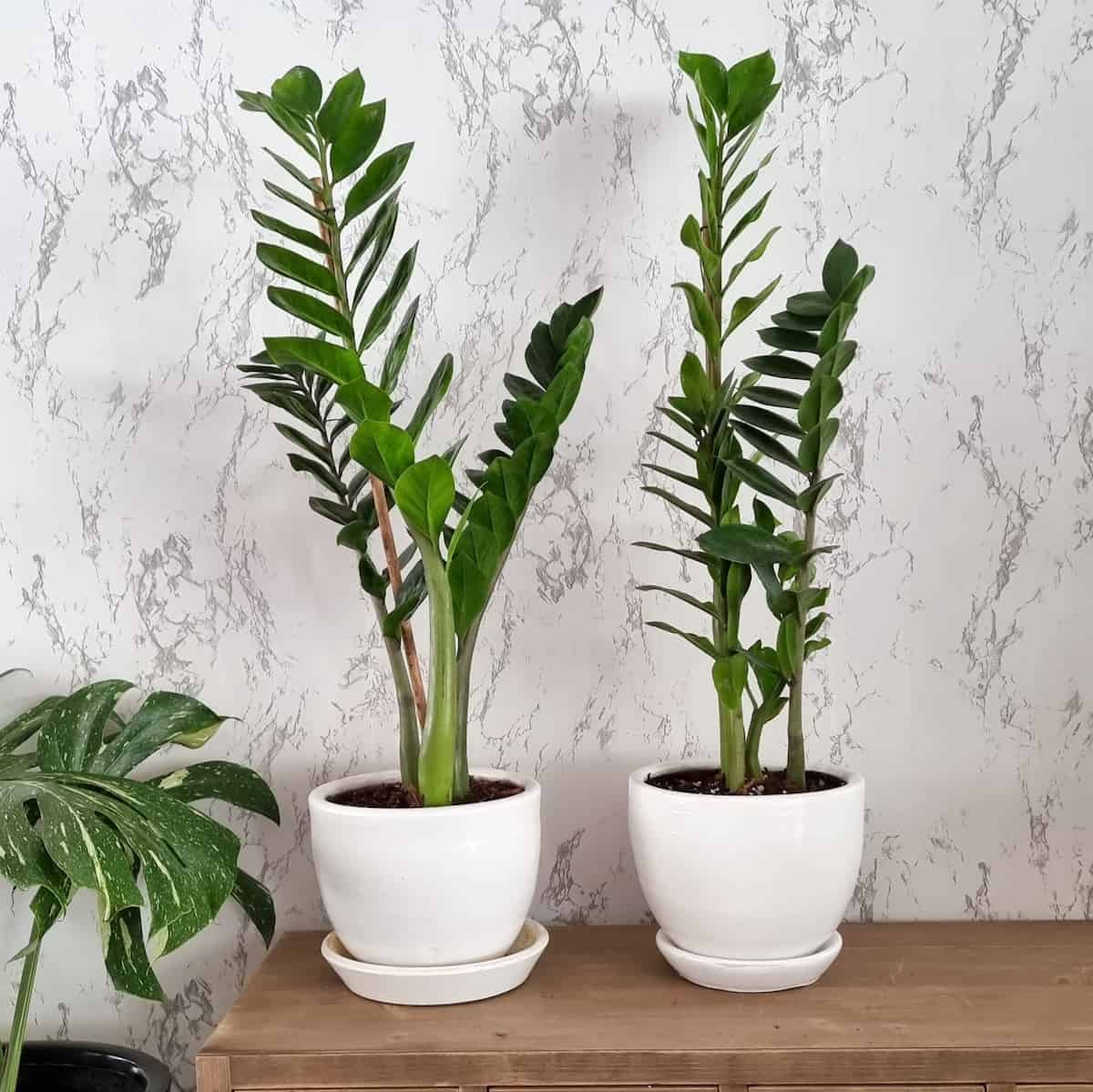 Zamioculca zz plant