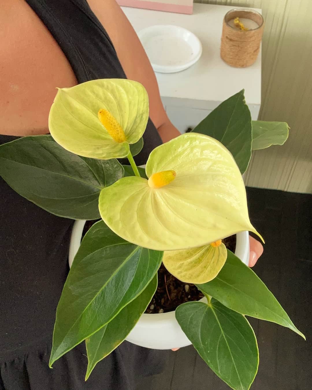 Anturio Amarillo Mini - La flor de la felicidad
