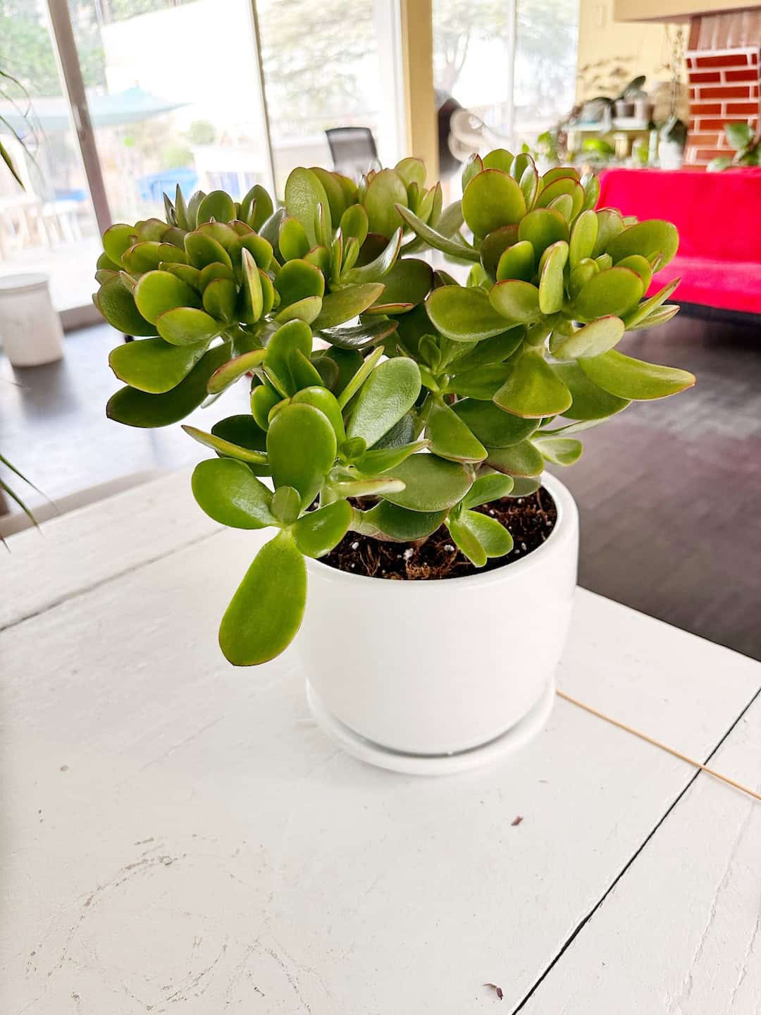 planta de jade en ingles Árbol de Jade
