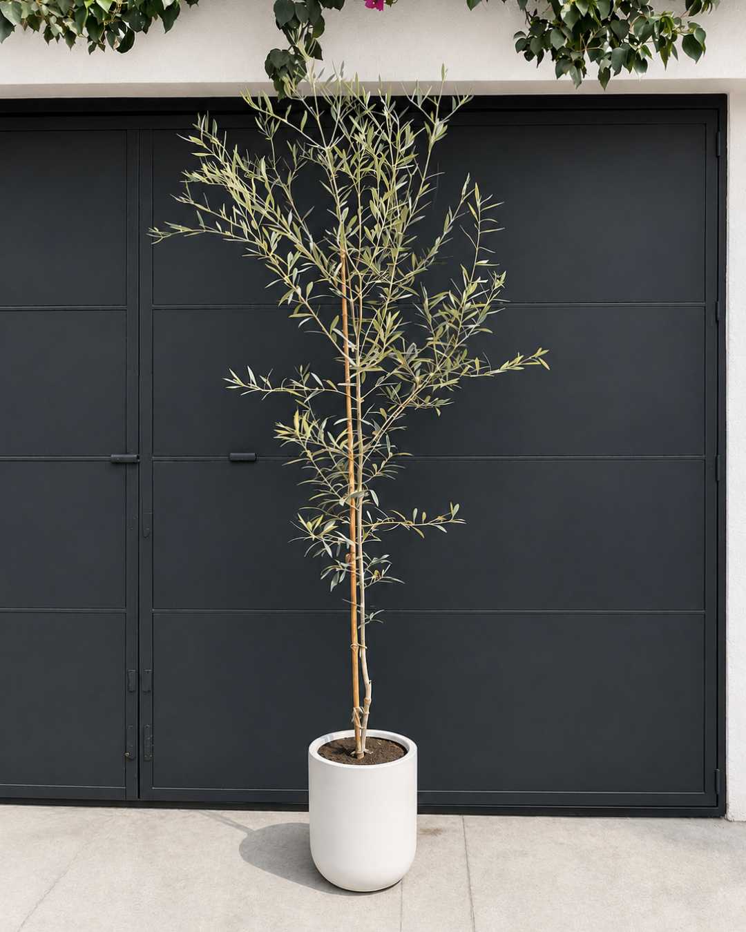 Árbol de Olivo en maceta de fibra de vidrio