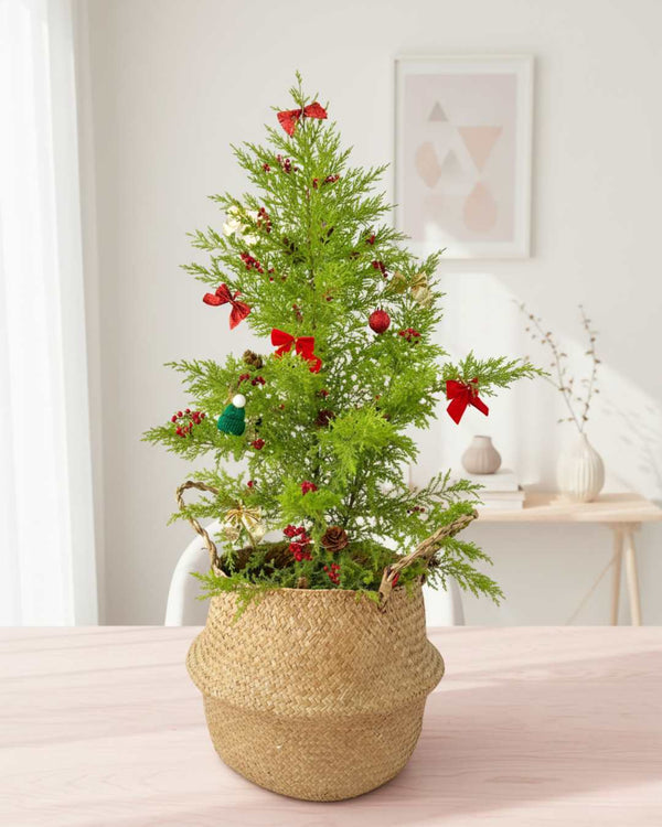 Árbol  de navidad natural - Cipres Limón en canasta