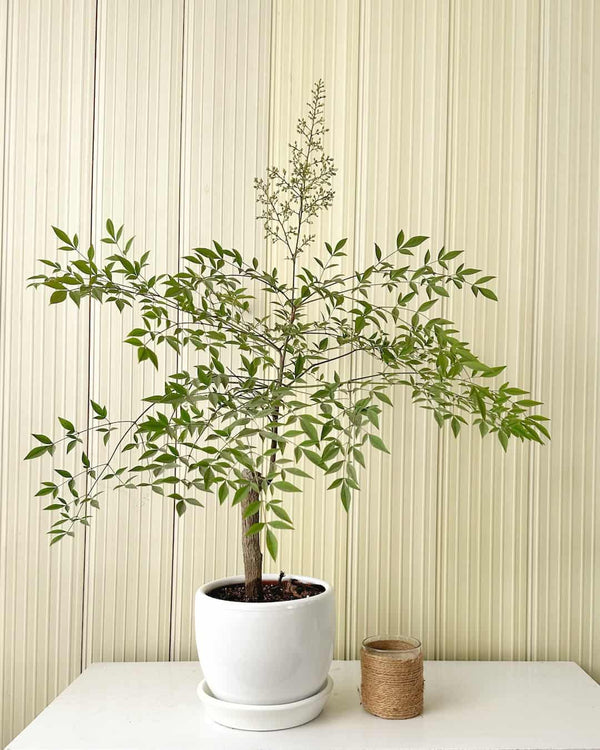 Arbol de la felicidad - Shady Lady