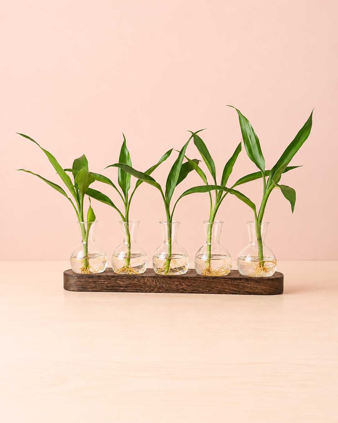 Bandeja Feng Shui con 5 Lucky Bambú | Planta en Agua para Interior