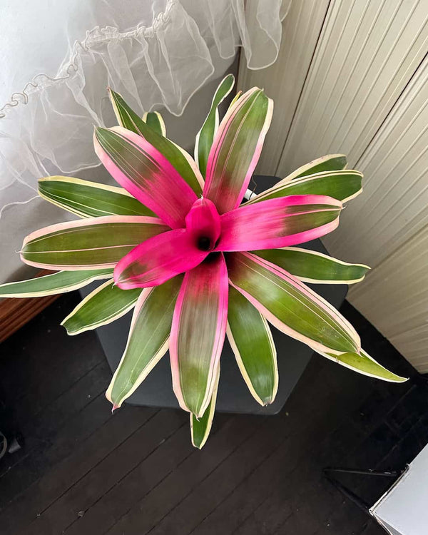 Bromelia Tricolor rosa